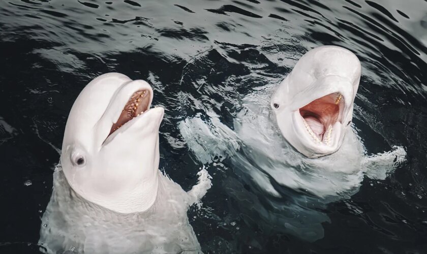 Las dos belugas ucranianas refugiadas en Valencia que 'hablan' como delfines