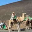 Las redes 'estallan' contra un nuevo vídeo  viral de los paseos en camello en Lanzarote: «Es una vergüenza»