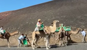 Las redes 'estallan' contra un nuevo vídeo  viral de los paseos en camello en Lanzarote: «Es una vergüenza»