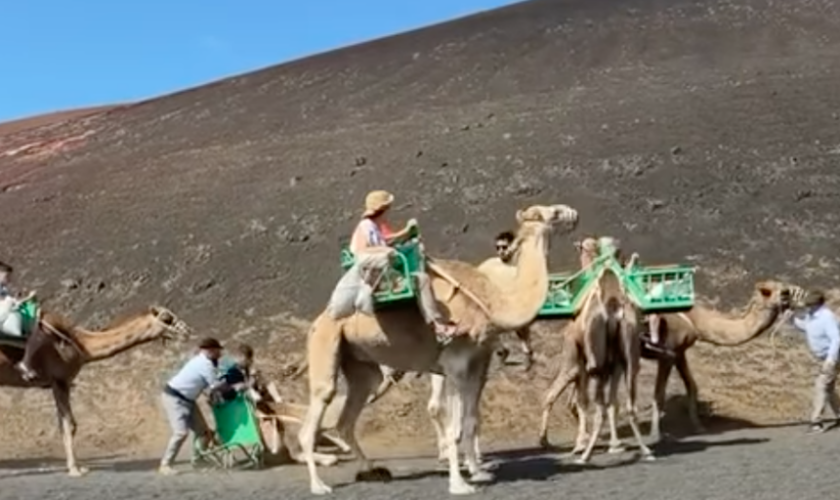 Las redes 'estallan' contra un nuevo vídeo  viral de los paseos en camello en Lanzarote: «Es una vergüenza»