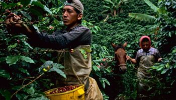 Lavazza au défi de rendre la culture du café plus durable