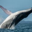 Les baleines à bosse sont de nouveau en danger à cause du changement climatique