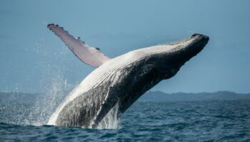 Les baleines à bosse sont de nouveau en danger à cause du changement climatique