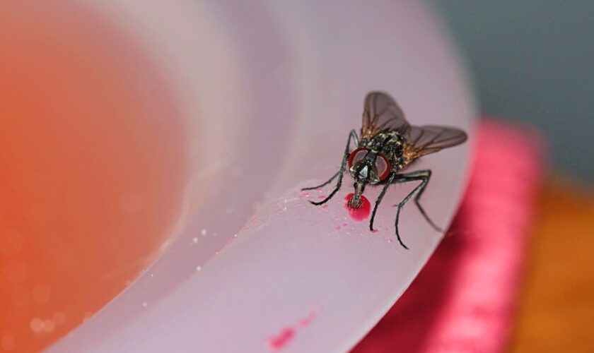 Les mouches vomissent dans nos assiettes sans qu'on s'en rende compte