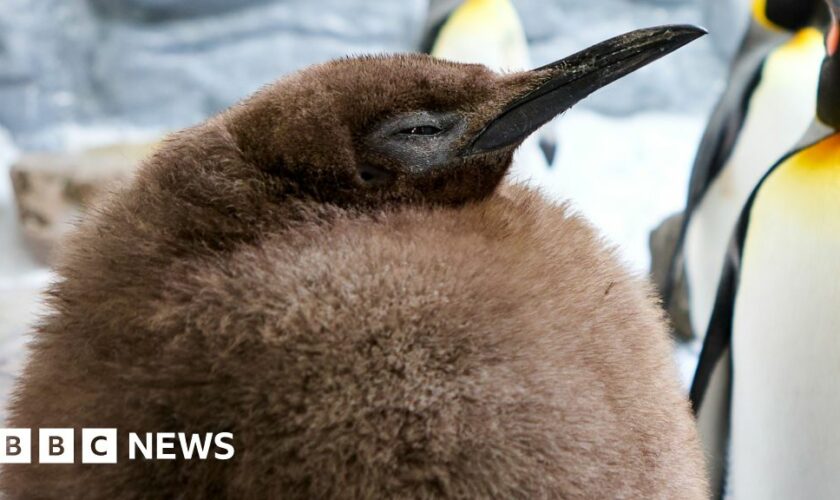 Meet Pesto: the fat baby penguin and viral superstar