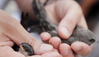 Microplásticos en el aire: hallan poliéster en los pulmones y las tripas de los pájaros de ciudad