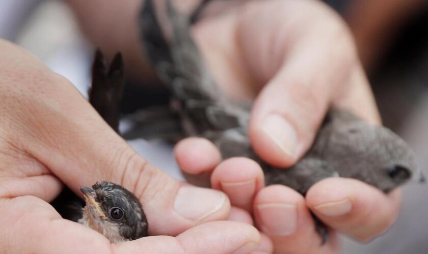 Microplásticos en el aire: hallan poliéster en los pulmones y las tripas de los pájaros de ciudad