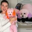 Nicola Peltz shocks fans as she dyes her dogs pink and orange after 'filing lawsuit against pet groomer' over sudden death of beloved chihuahua