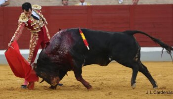 Noche buena, el toro del Conde de la Corte que perseguía a los caballos en Villaseca