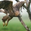 Norvège : un aigle attaque un bébé avant d'être abattu