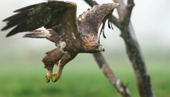 Norvège : un aigle attaque un bébé avant d'être abattu