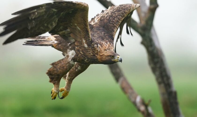 Norvège : un aigle attaque un bébé avant d'être abattu