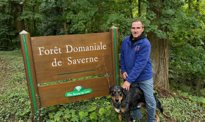 « Nous n’irons plus au bois » : à Saverne, trop de touristes le week-end, l’ONF ferme les routes forestières