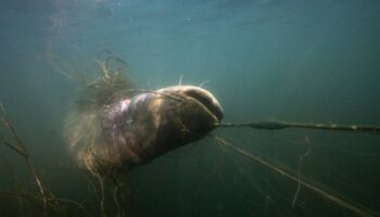 Pêche : considéré comme un nuisible, le silure est dans le viseur des autorités en Gironde