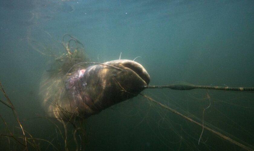 Pêche : considéré comme un nuisible, le silure est dans le viseur des autorités en Gironde