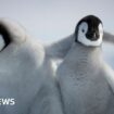 Penguin chicks miraculously survive tearaway iceberg