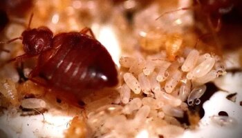 People are luring bedbugs into homes without realising - mistakes to avoid