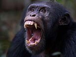 Planet of the Apes horror as famous tool-using chimp kills his first human: Jeje rips eight-month-old girl from her mother's arms, carries her into the forest and butchers her