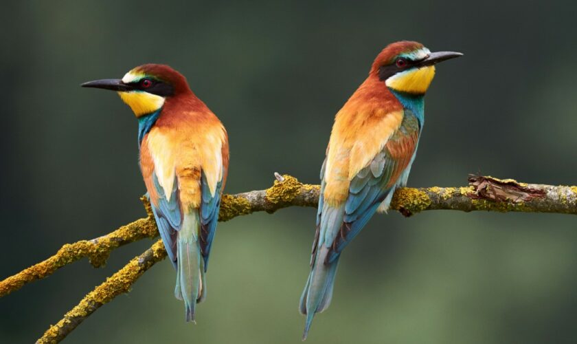 Première nouvelle: les oiseaux migrent entre potes