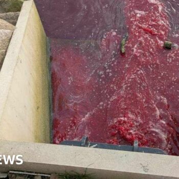 Probe over river 'polluted with dead fish and blood'