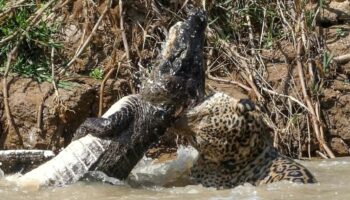 Raubtier-Duell in Brasilien: Todeskampf im Fluss: Jaguar verbeißt sich in Krokodil