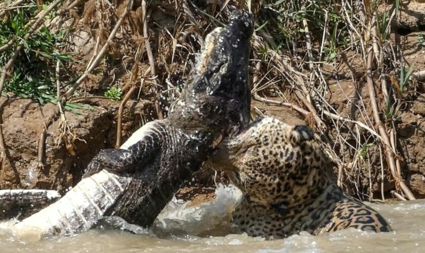 Raubtier-Duell in Brasilien: Todeskampf im Fluss: Jaguar verbeißt sich in Krokodil