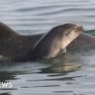 She spotted dolphin in Wales before her death - now it shares her name