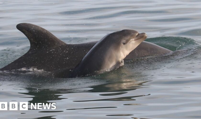 She spotted dolphin in Wales before her death - now it shares her name