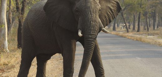 Simbabwe will 200 Elefanten wegen Dürre und Hungersnot töten