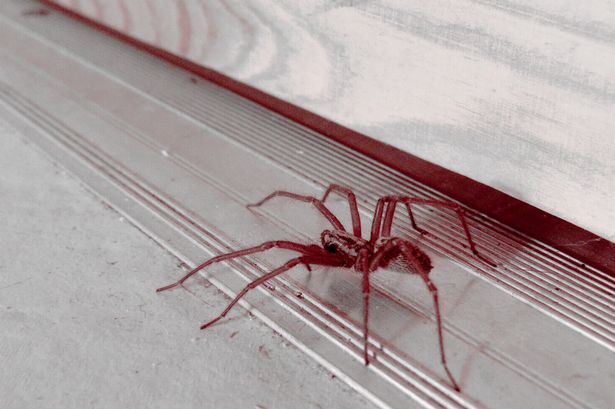 Spider invasion will see millions head into UK homes in search of mate