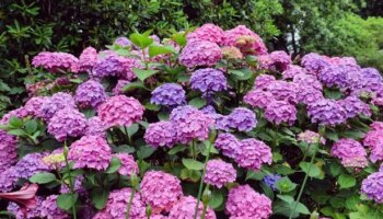 Three crucial tasks to perform now for stunning hydrangea display in spring