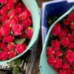 Toiling on a Kenyan flower farm to send fresh roses to Europe