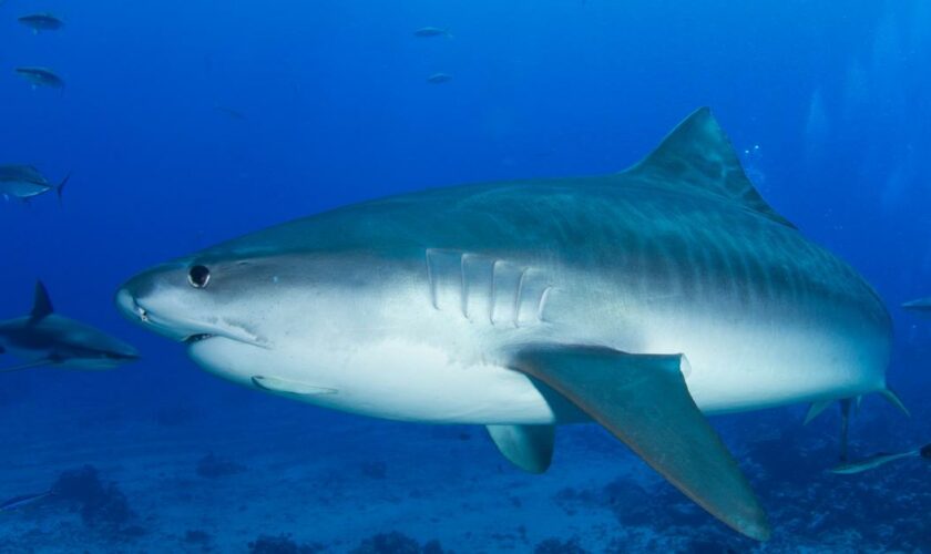 «Totalement obsolètes»: l’Australie en passe d’abandonner les filets antirequins