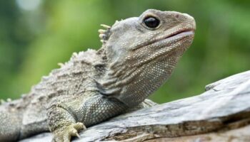 Tuatara: Neuseelands ältester Ureinwohner hat drei Augen und zwei Freundinnen