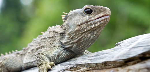 Tuatara: Neuseelands ältester Ureinwohner hat drei Augen und zwei Freundinnen