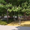 Un nuevo jardín de barrio en obras: Madrid reforma la 'plaza dura' de Valle del Oro de Carabanchel