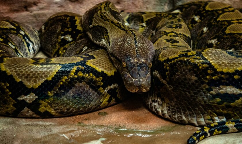 Une Thaïlandaise étranglée deux heures par un gigantesque python  survit miraculeusement