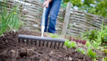 Urgent warning for gardeners to wash their produce after 'forever chemical' found in soil