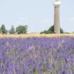 VIDÉO. Essonne : les touristes prennent les champs de lavande pour un spot Instagram