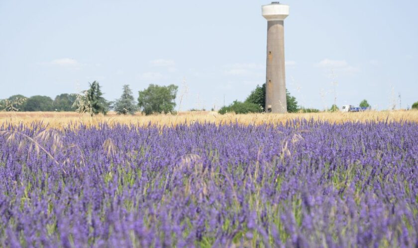 VIDÉO. Essonne : les touristes prennent les champs de lavande pour un spot Instagram