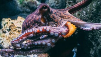 Voici la vérité derrière la vidéo du poulpe qui flanque une torgnole à un poisson