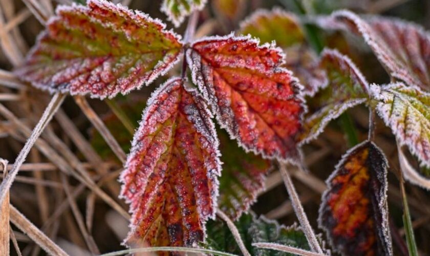 In Baden-Württemberg werden die ersten Frostnächte erwartet. (Symbolbild) Foto: Patrick Pleul/dpa