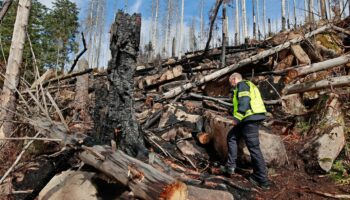 Waldbrand im Harz: Feuerwehr vermutet Brandstiftung auf Brocken