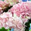 When to prune hydrangeas as expert explains 'very common' mistake