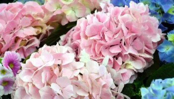 When to prune hydrangeas as expert explains 'very common' mistake