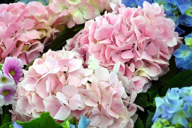 When to prune hydrangeas as expert explains 'very common' mistake