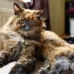 'World's oldest cat' dies in UK city at the ripe old age of 152 as heartbroken owner pays tribute