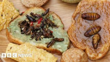 Would you eat insects if they were tastier?