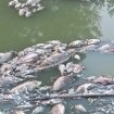 ¿Por qué murieron los peces del Parque del Tamarguillo en Sevilla?