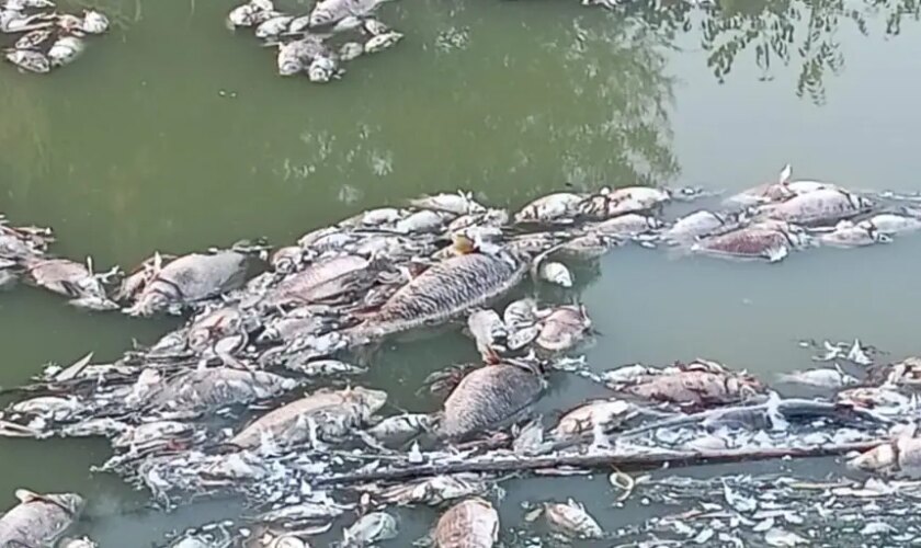 ¿Por qué murieron los peces del Parque del Tamarguillo en Sevilla?